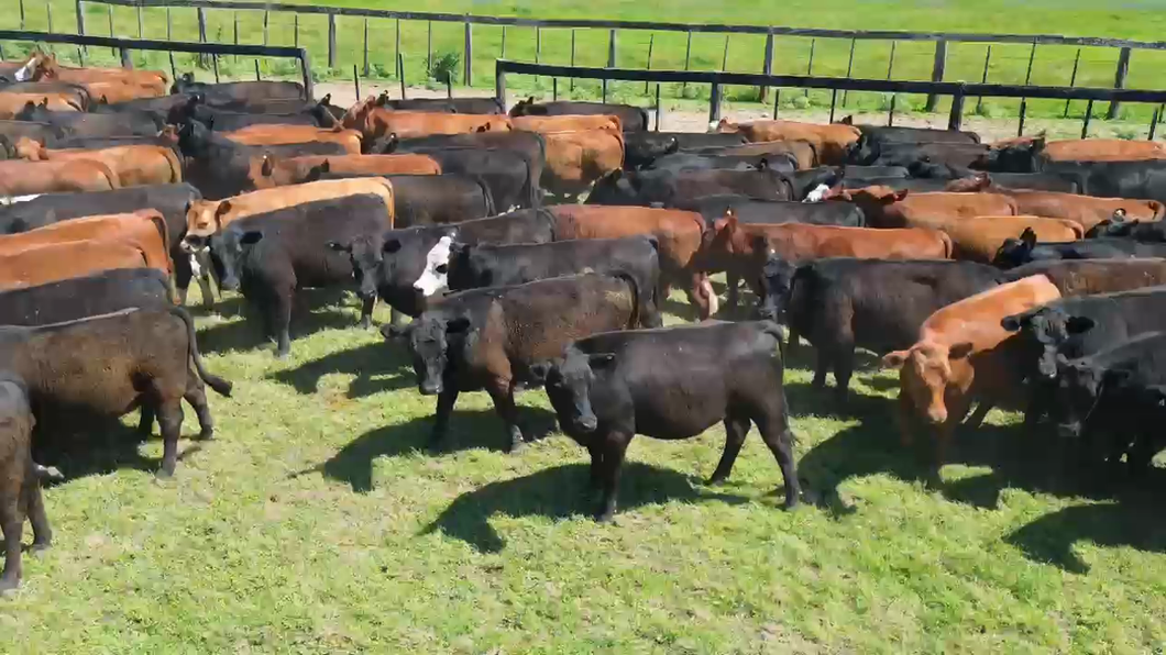 Lote 135 Novillos y Novillitos