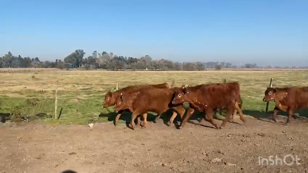 Lote 47 Terneros en La Plata, Buenos Aires