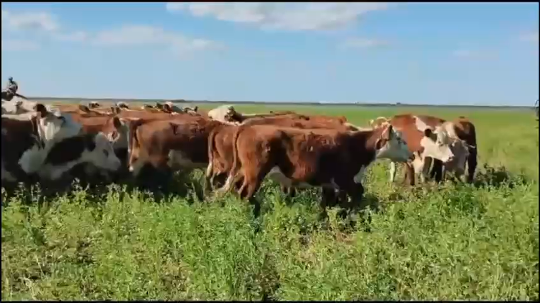 Lote 65 Terneras en Federal, Entre Ríos