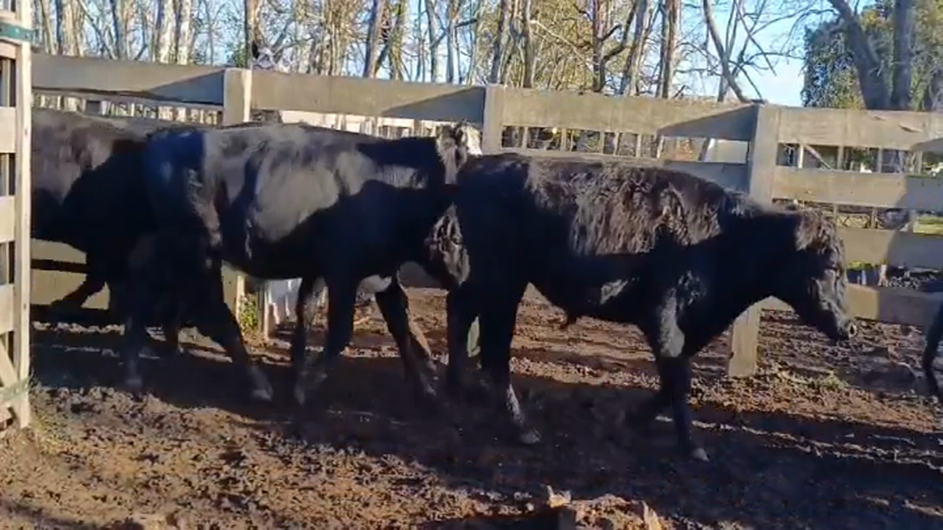 Lote (Vendido)21 Novillos Cruzas a remate en #45 Pantalla Carmelo  340kg -  en Costas del Rosario