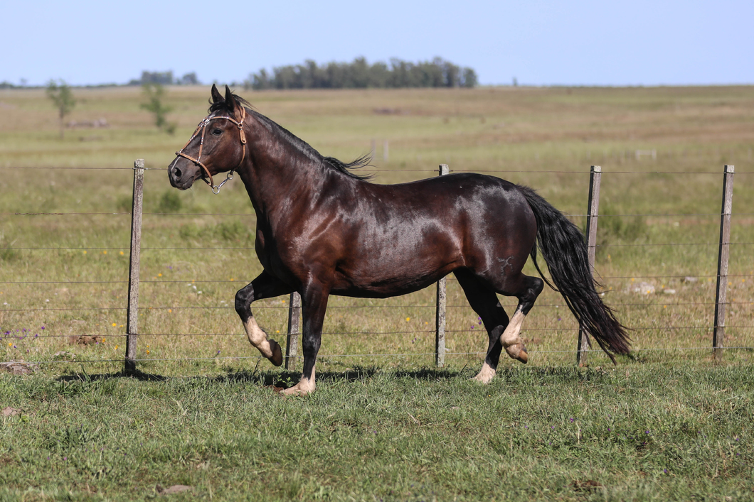 Lote DEL SILENCIO PATRIOTA II