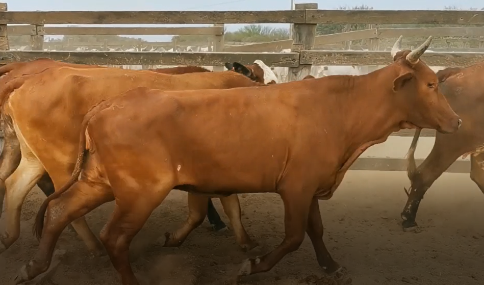 Lote VACAS PREÑADAS HIBRIDAS