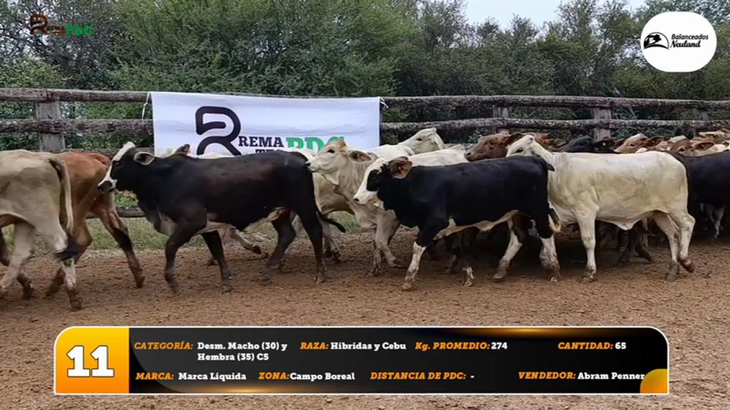 Lote Desm. Macho (30) y Hembra (35) C5