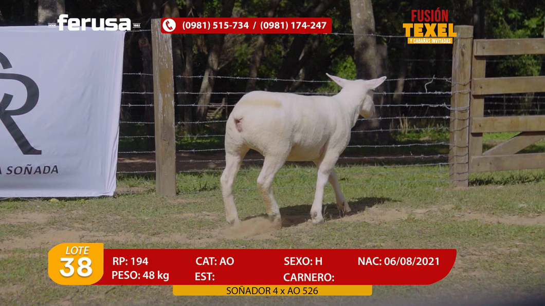 Lote Lote 38
