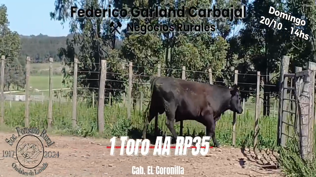 Lote TORO PI ANGUS a remate en Expo Ombues en OMBUES DE LAVALLE