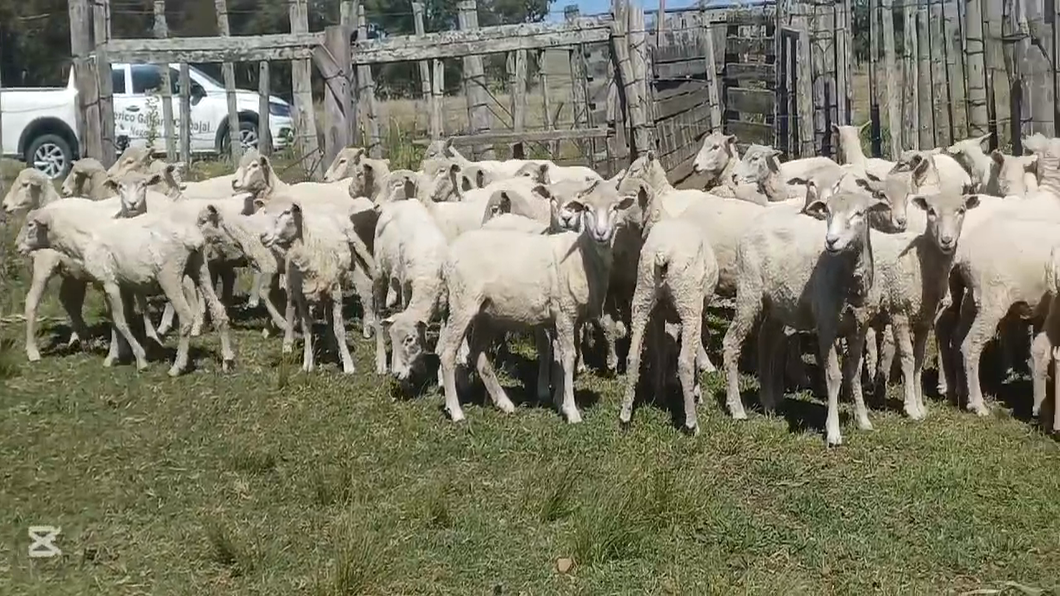 Lote BORREGOS /AS