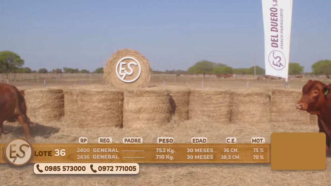 Lote Toro