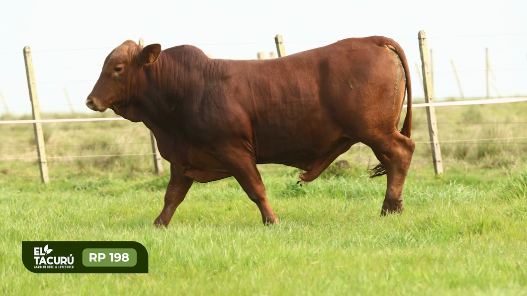 Lote Toros a remate en Subasta Virtual El Tacuru, Montevideo