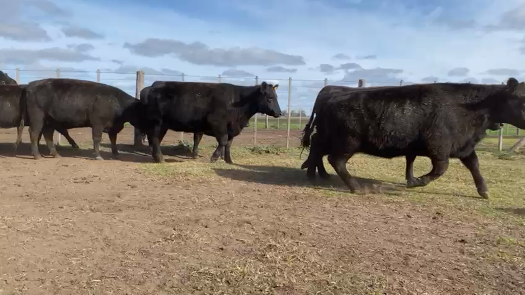 Lote VAQUILLONAS "El Cachafaz"