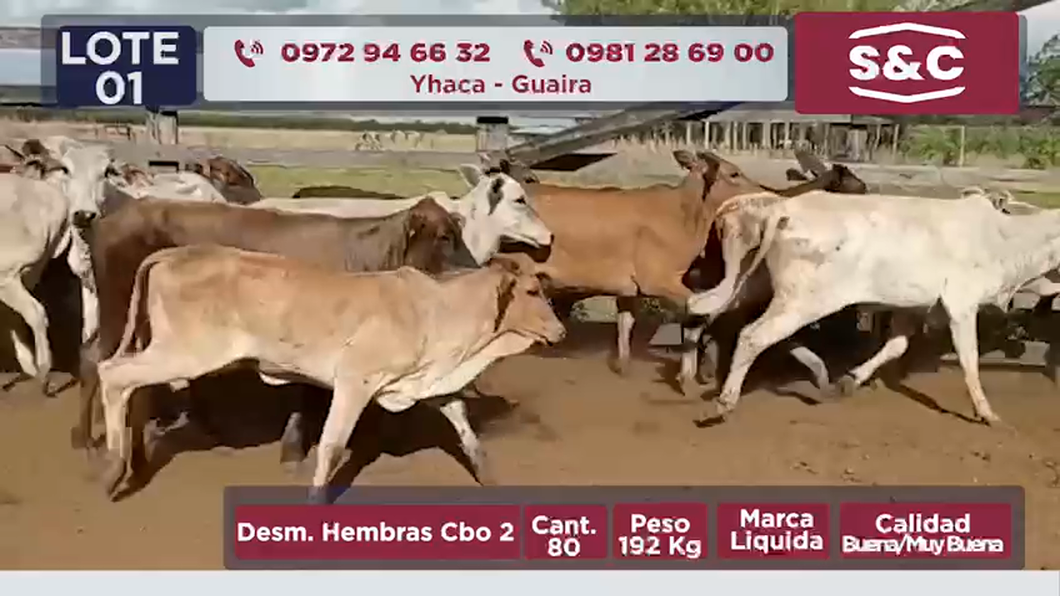 Lote Desm. Hembras Cbo 2