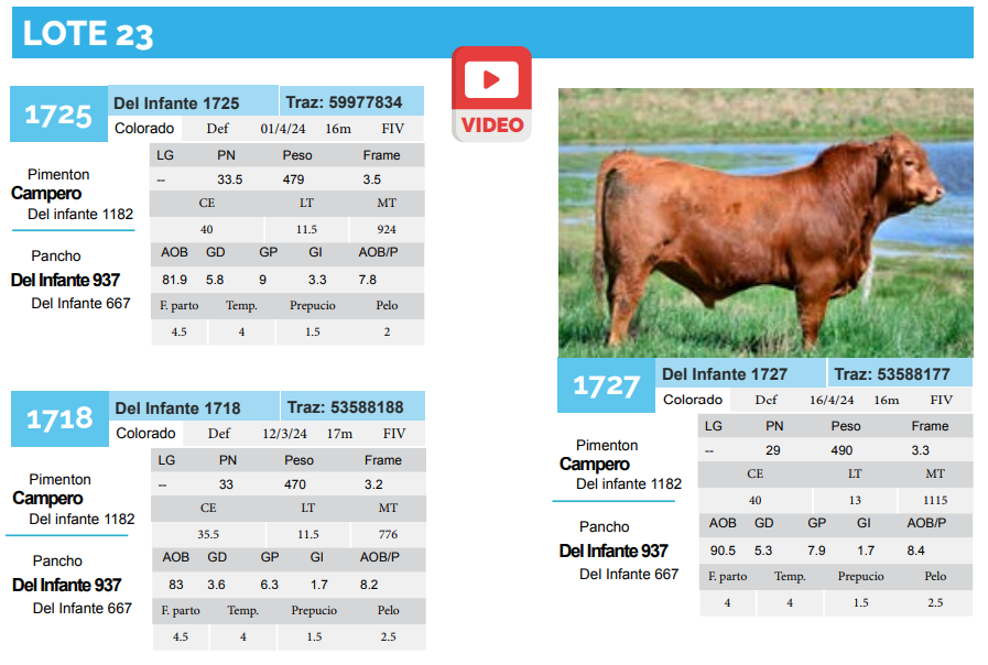 Lote Lote 23
