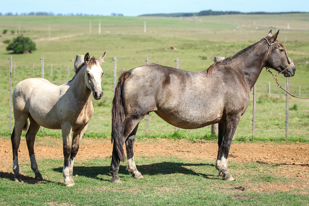 Lote Neblina Del Cerro