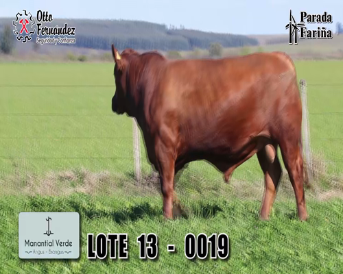 Lote LOTE 13
