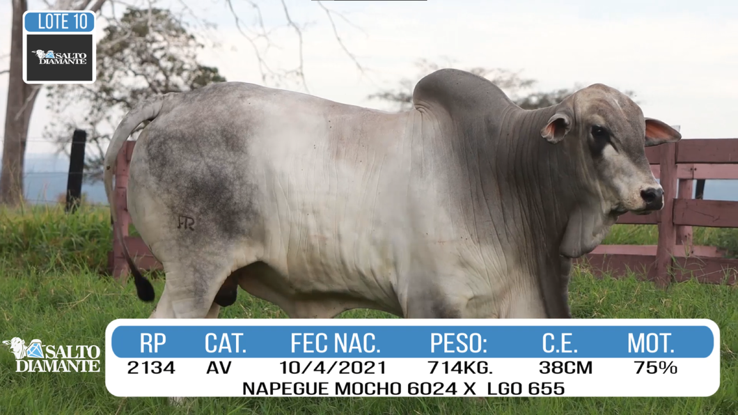 Lote LOTE 10