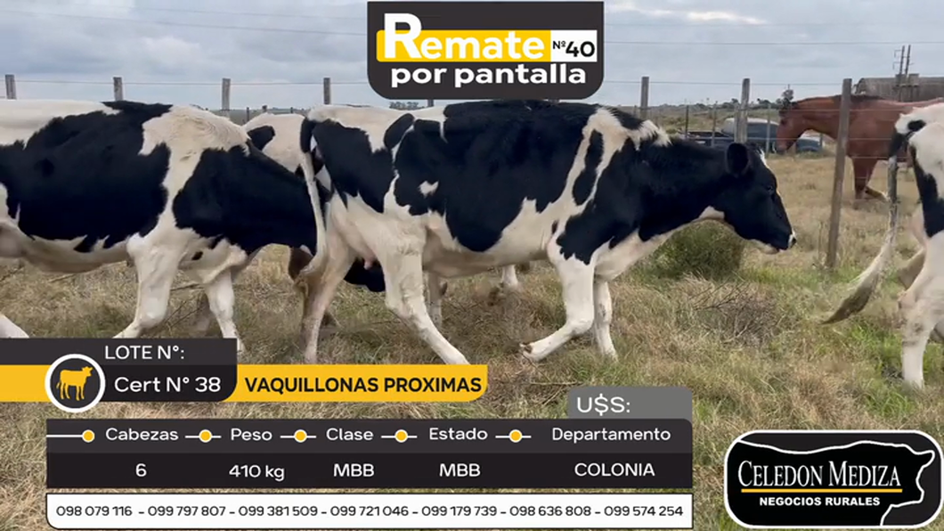 Lote 6 Vaquillonas Proximas en Agraciada, Soriano