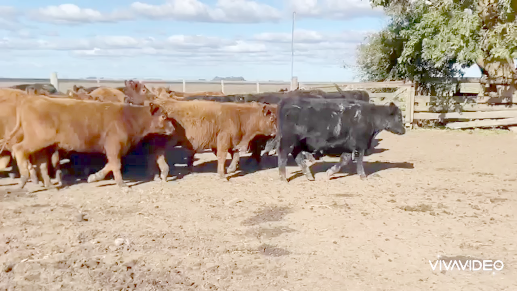 Lote 120 Terneros en Chascomús, Buenos Aires