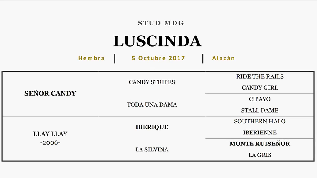 Lote LUSCINDA (SEÑOR CANDY - LLAY LLAY)