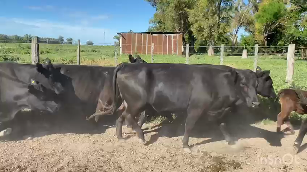 Lote 17 Vacas nuevas y medio uso C/ cria en Brandsen, Buenos Aires