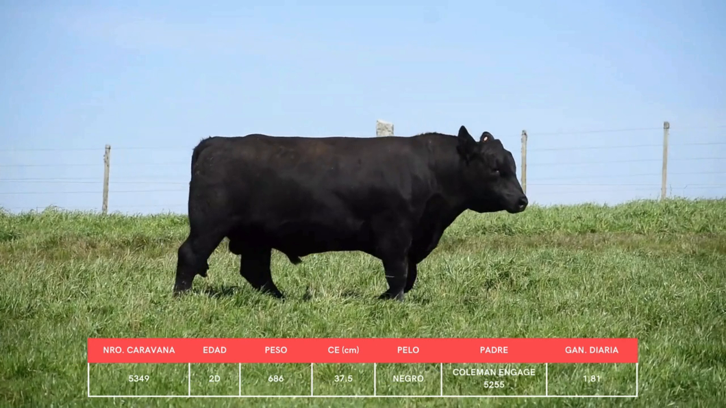 Lote Toros a remate en La Concepcion y El Carobal, Cerro Largo