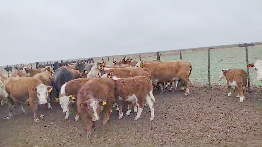 Lote 29 Vacas medio uso C/ cria