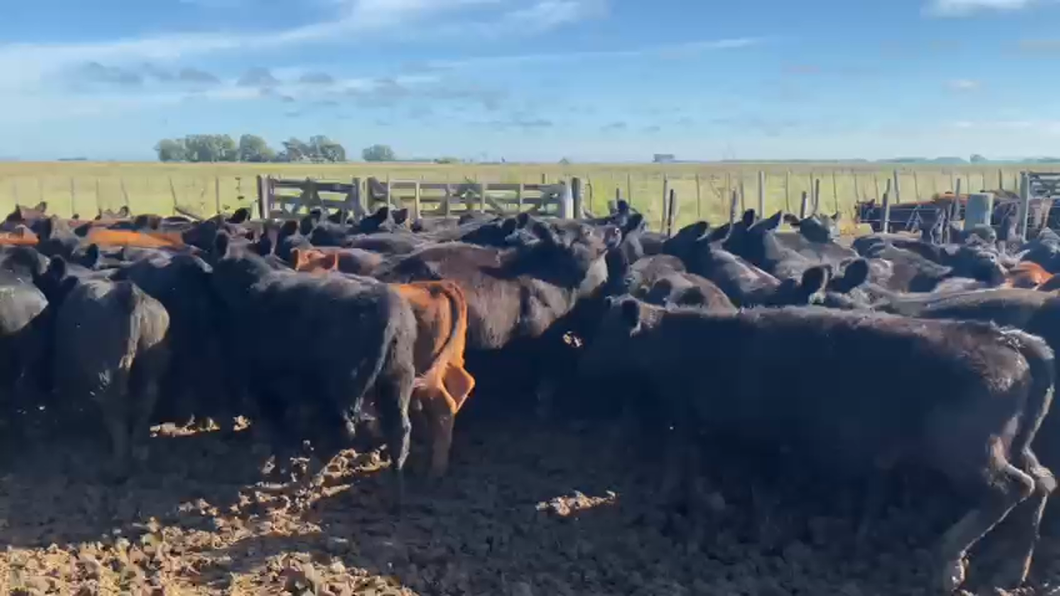 Lote 70 Terneras en Lobos, Buenos Aires