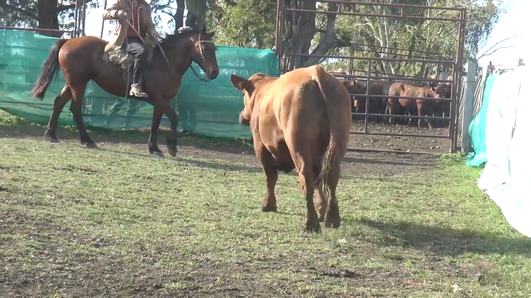 Lote Toros a remate en TOROS PARA VAQUILLONAS en Cabaña La Empastada