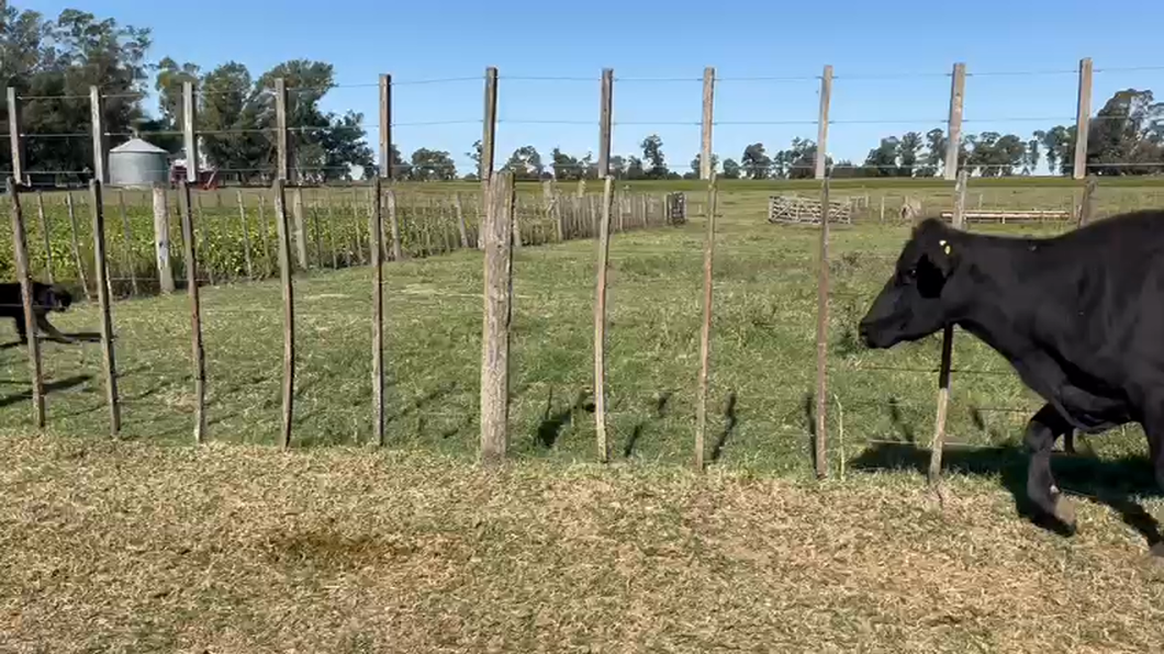 Lote 66 Vacas CUT preñadas