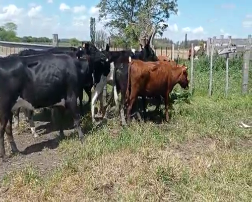 Lote 8 Vacas de Invernada HOLANDO a remate en REMATE DE PANTALLA en Asociación Rural de San José