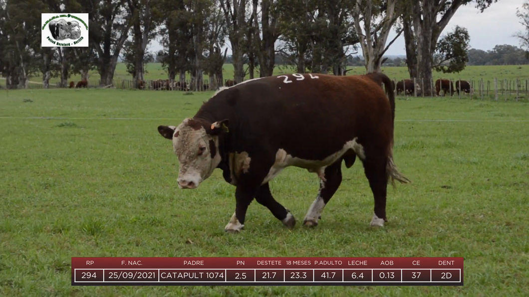 Lote Toros a remate en 6to Remate Anual Cabaña "El Trébol" de Martín Salto Stefani, Paysandú