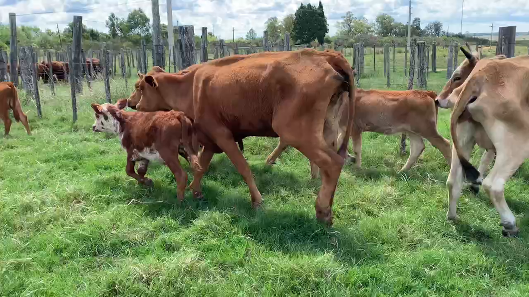 Lote 36 Piezas de cría en Tupambaé, Cerro Largo
