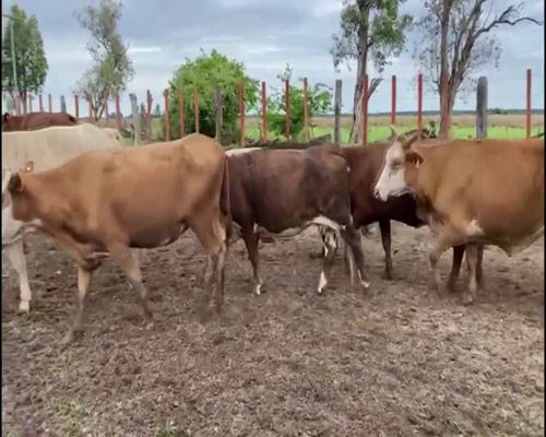Lote 149 Vacas medio uso en Esquina, Corrientes