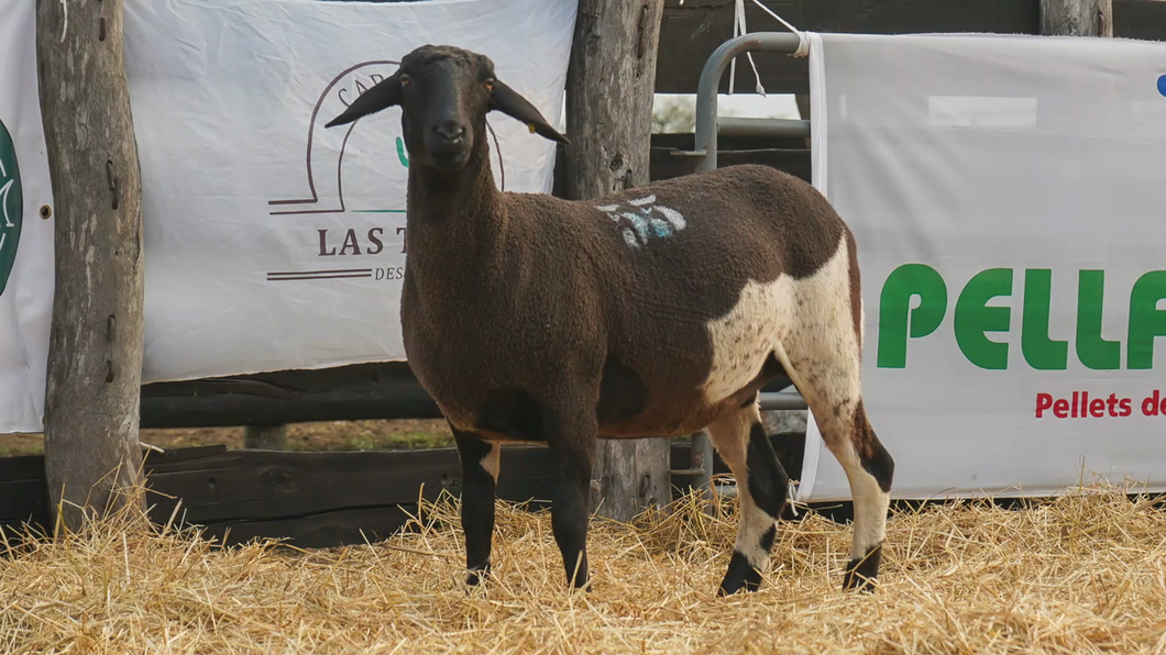 Lote SANTA INES HEMBRA