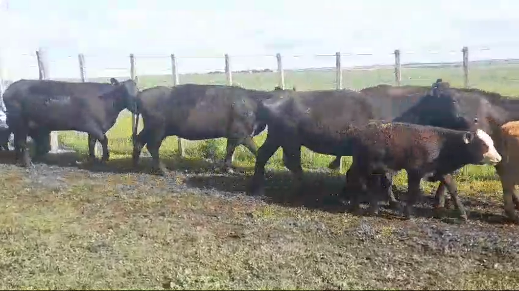 Lote 10 Piezas de cría ANGUS a remate en #50 Pantalla Carmelo en EL CHILENO