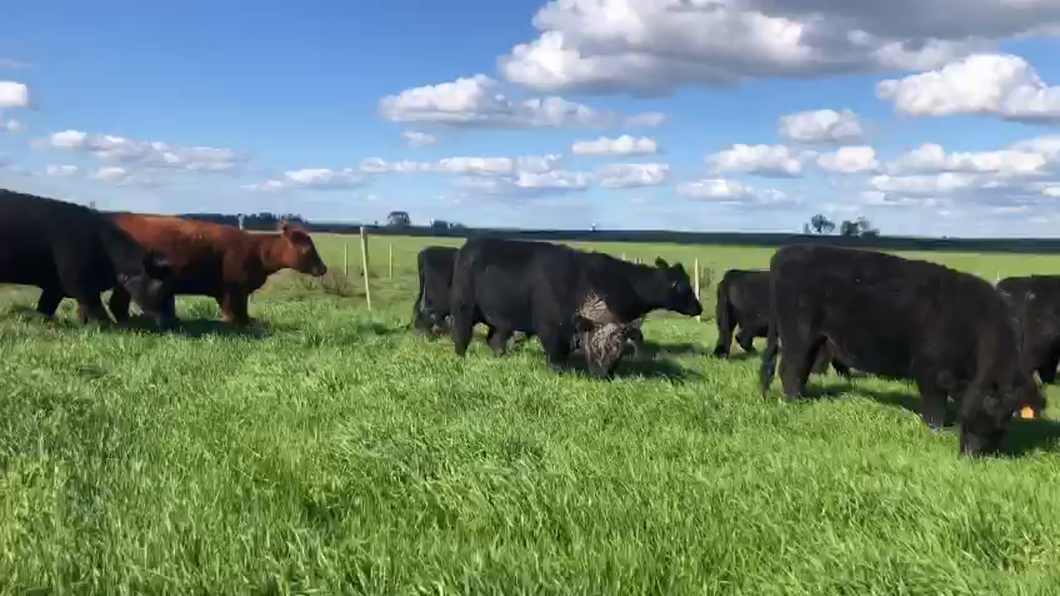 Lote 20 Vaquillonas Vacas Preñadas SA a remate en La Concepcion y El Carobal, Cerro Largo