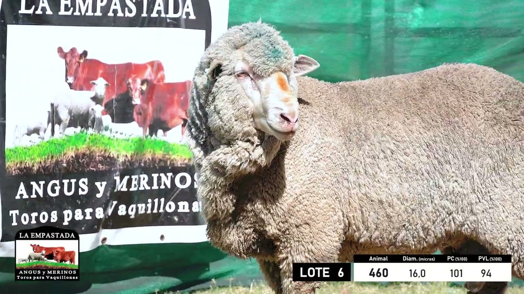 Lote 5 Carneros Merino Dohne a remate en 33º Remate Cabaña La Empastada, Durazno