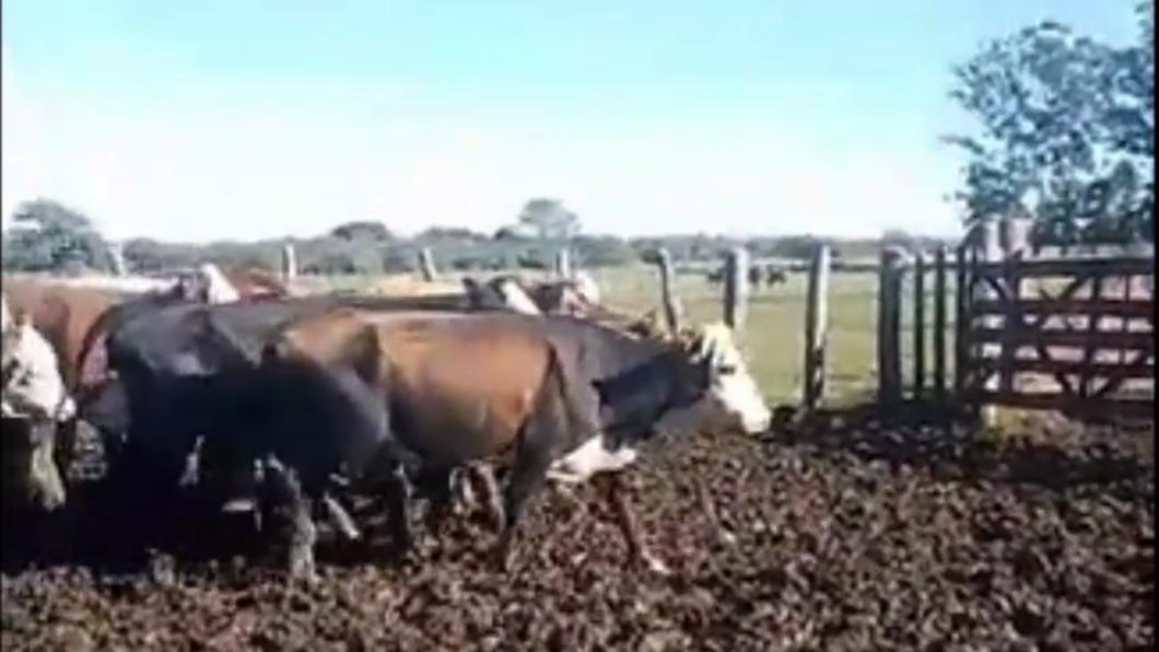 Lote 26 Vacas de invernar