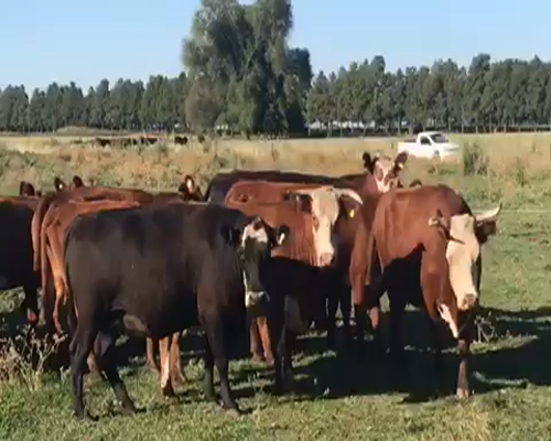 Lote 20 Vacas PREÑADAS en Brandsen, Buenos Aires