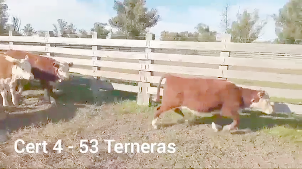 Lote TERNERAS