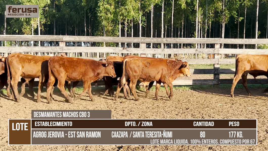Lote LOTE 6
