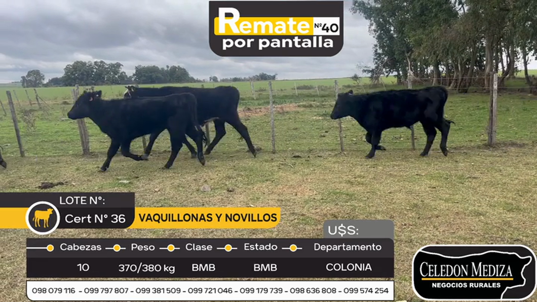 Lote 10 Novillos y vaquillonas 1 a 2 años en Colonia