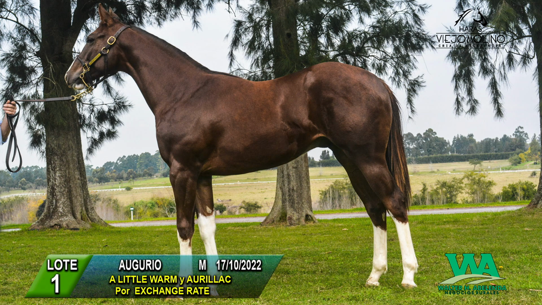 Lote AUGURIO