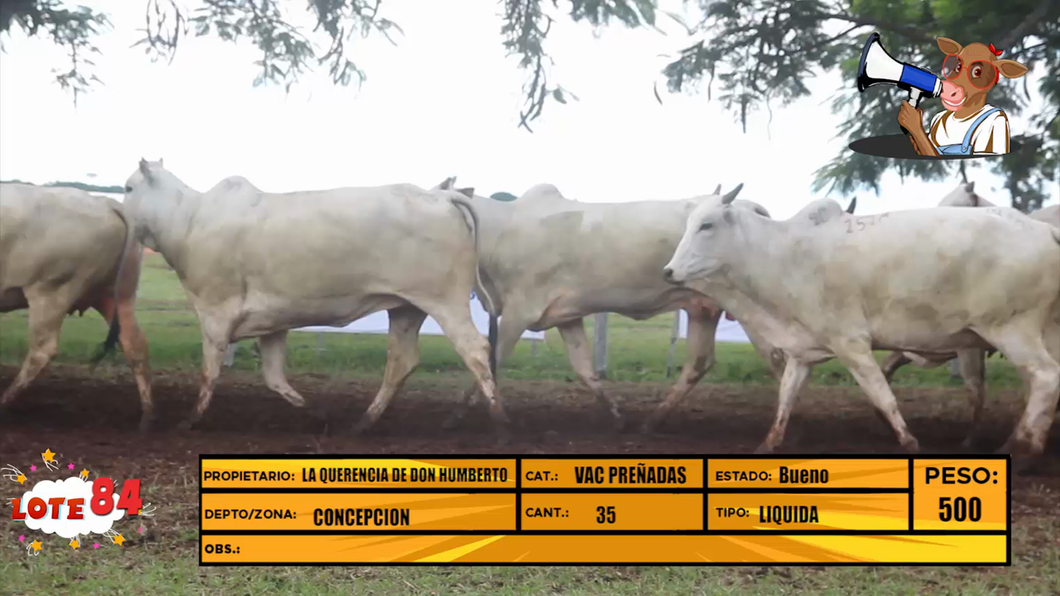 Lote LOTE 84