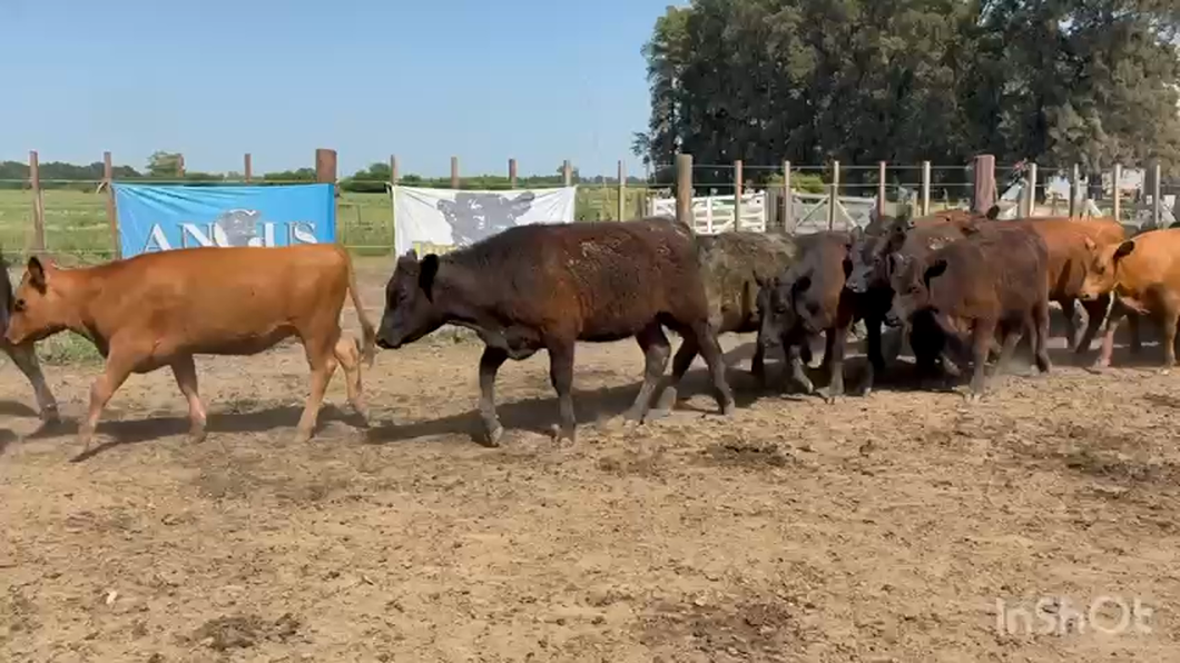 Lote 150 Vaquillonas