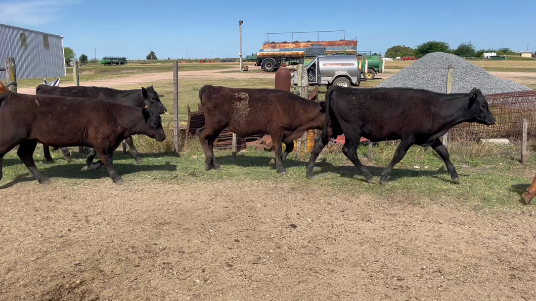 Lote TERNEROS