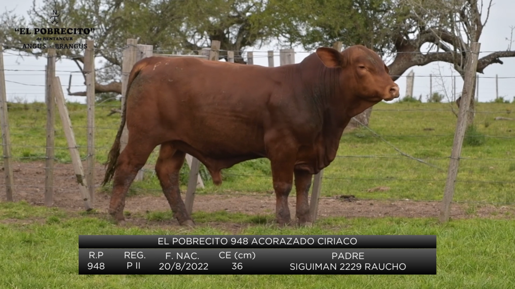 Lote 2 Toros Brangus a remate en El Pobrecito, Durazno