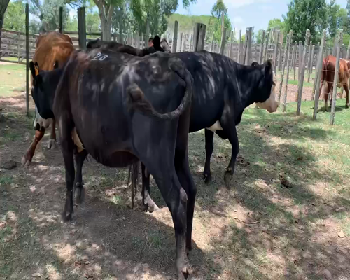Lote 4 Vacas de Invernada en Melo, Cerro Largo