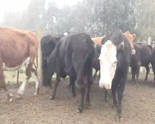 Lote 31 Vacas de invernar en Buenos Aires, Olavarría
