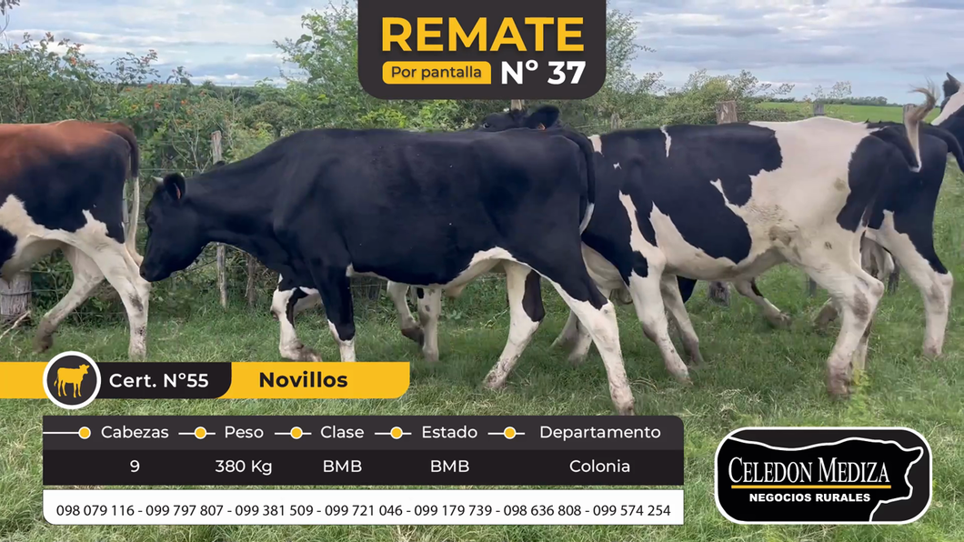 Lote 9 Novillos en Colonia