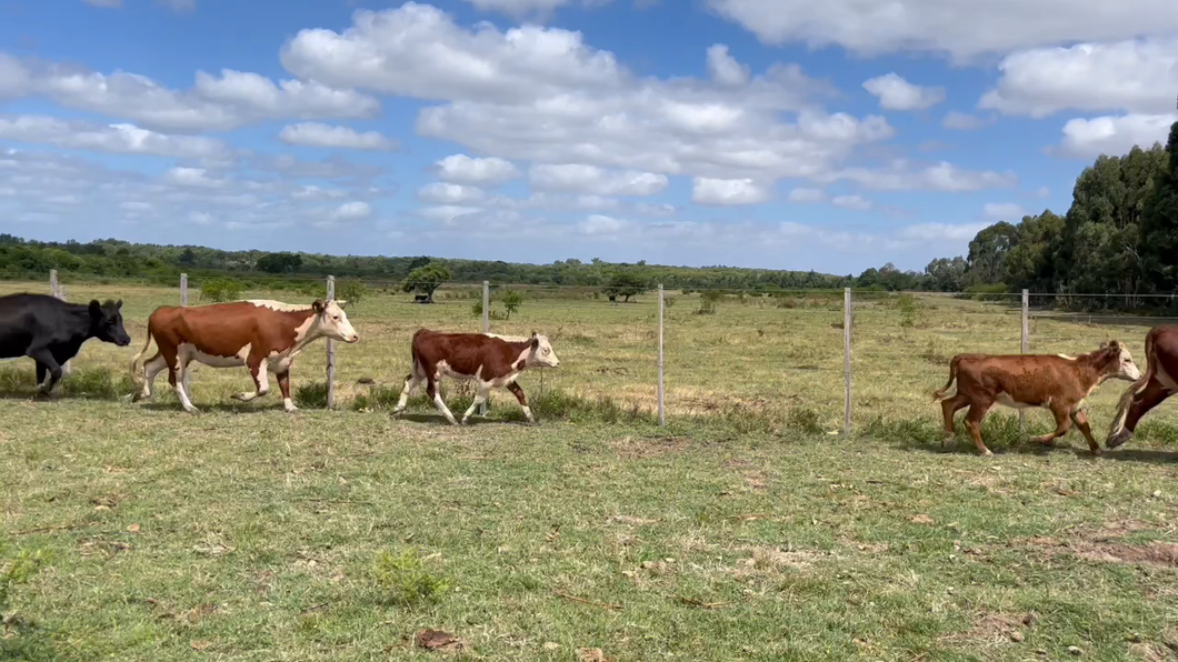 Lote PIEZA DE CRIA