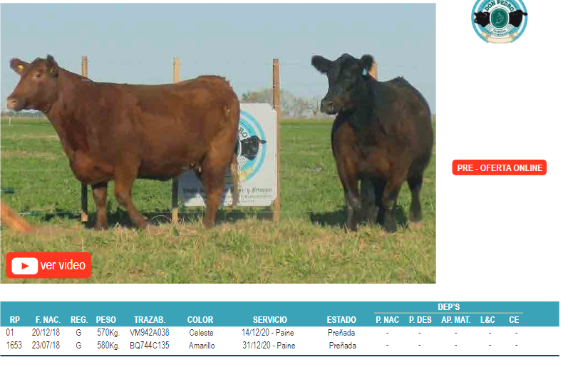 Lote Corral 8-2 hembras angus don pedro